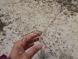 Image of yucca buckwheat