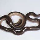 صورة Anilios nigrescens Gray 1845