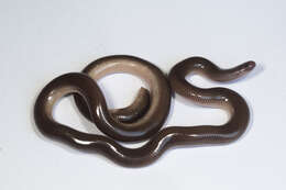 Image of Blackish Blind Snake