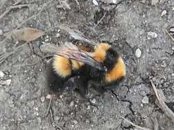 Слика од Bombus hyperboreus Schönherr 1809