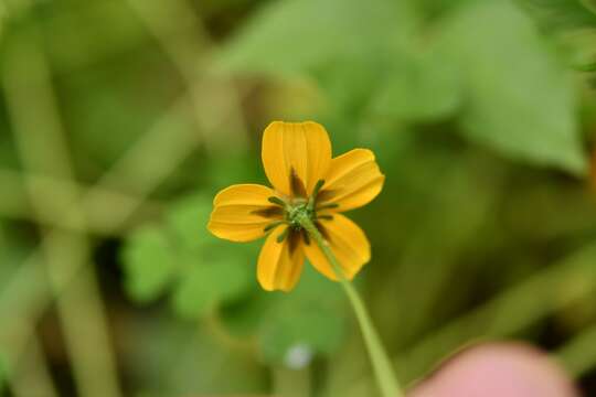 <i>Bidens ballsii</i>的圖片