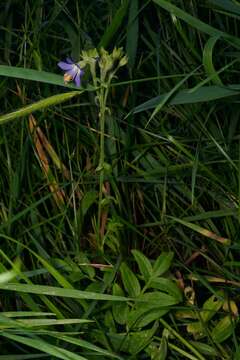 Слика од Polemonium occidentale subsp. occidentale