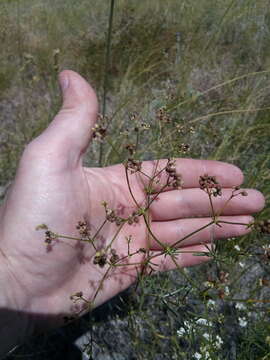 Plancia ëd Galium hexanarium Knjaz.