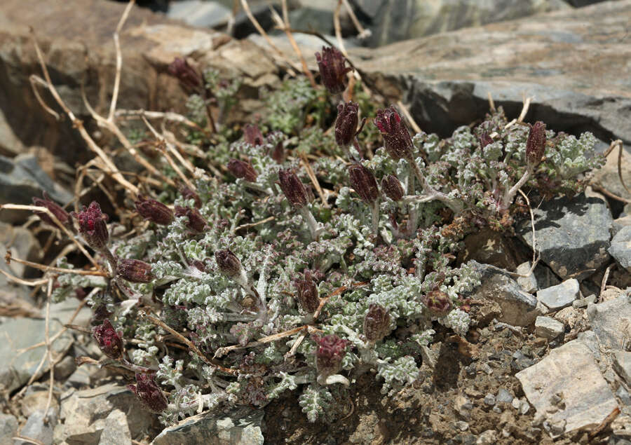 Imagem de Chaenactis douglasii var. alpina A. Gray