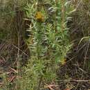 Image of Chuquiraga parviflora (Griseb.) Hieron.