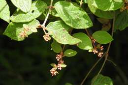 Plancia ëd Heteropterys brachiata (L.) DC.