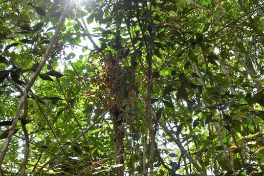 Image of Chamaedorea glaucifolia H. Wendl.