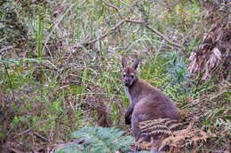 Image of Macropus rufogriseus rufogriseus (Desmarest 1817)