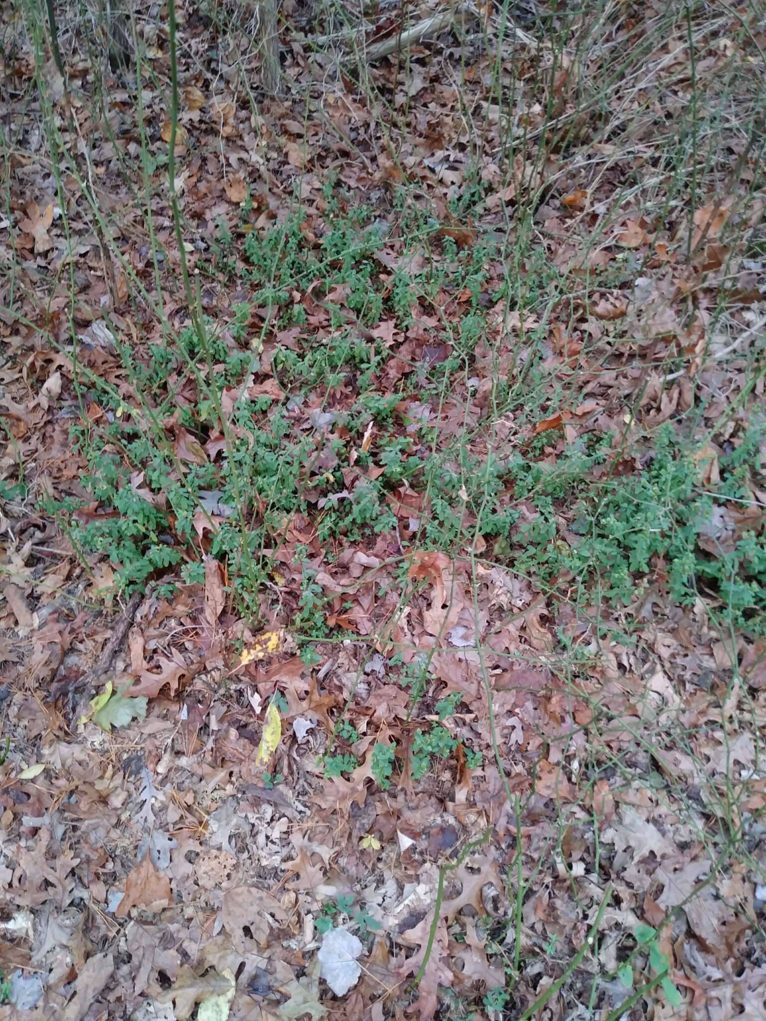 Imagem de Hypericum hypericoides subsp. multicaule (Michaux ex Willd.) N. K. B. Robson