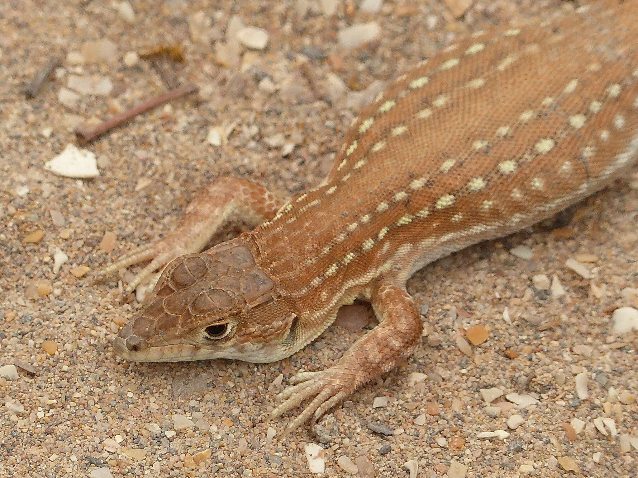 Plancia ëd Acanthodactylus margaritae Tamar, Geniez, Brito & Crochet 2017