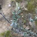 Image of Tenrhynea phylicifolia (DC.) O. M. Hilliard & B. L. Burtt