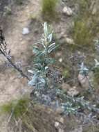 Image of Tenrhynea phylicifolia (DC.) O. M. Hilliard & B. L. Burtt