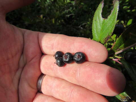 Image of Chokeberries