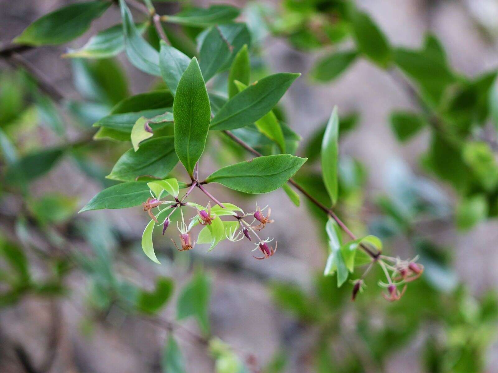 Sivun Pittosporum cornifolium A. Cunn. kuva