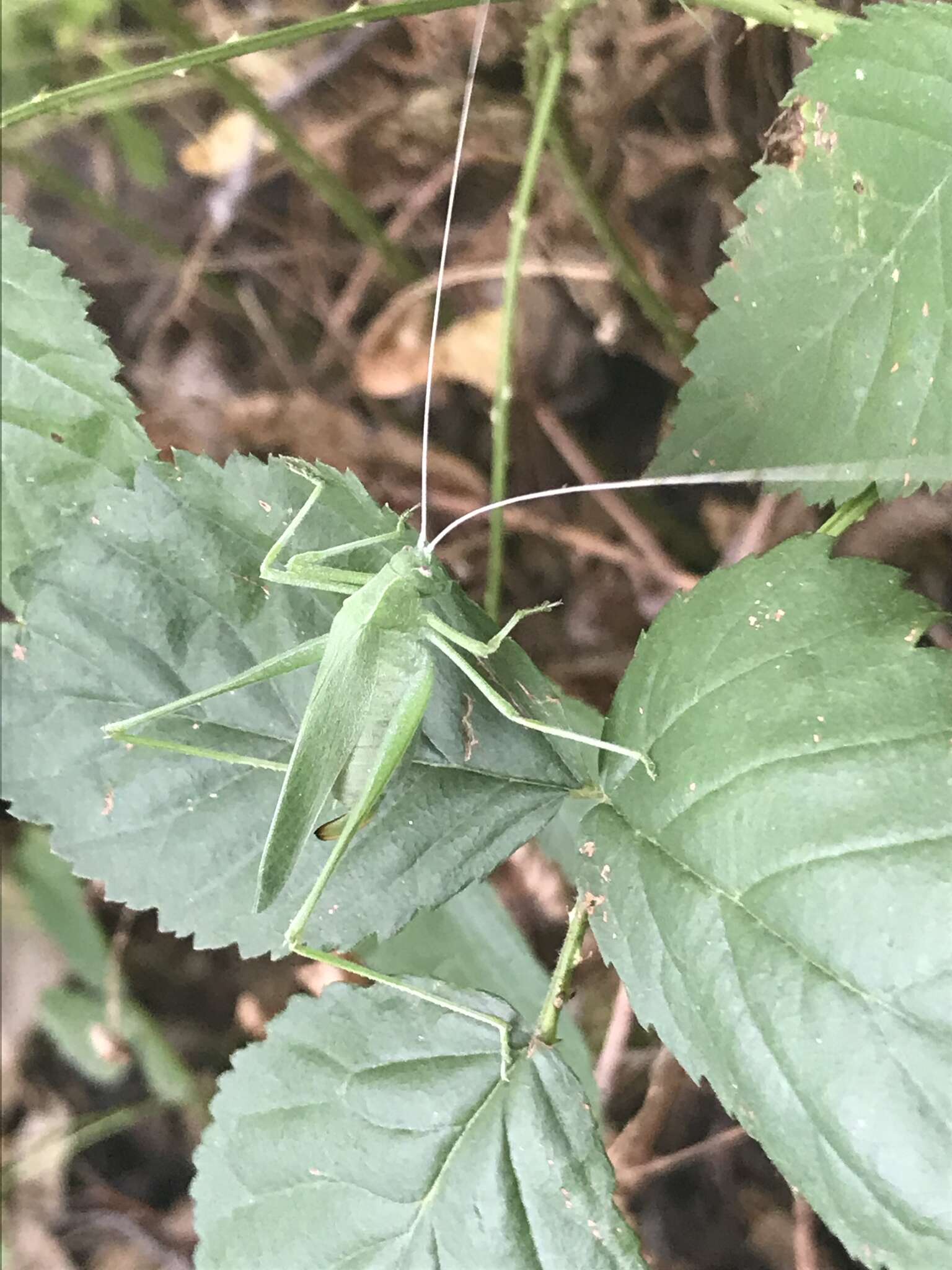 Image of Apache Bush Katydid