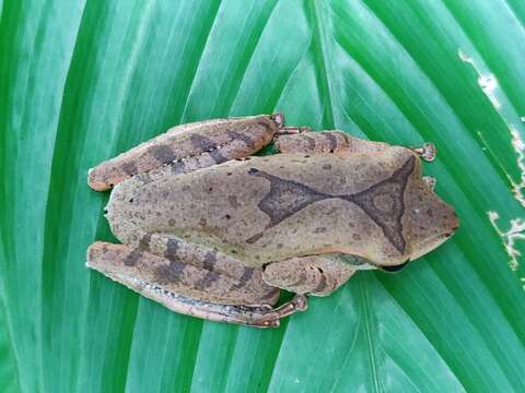 Image of Polypedates pseudocruciger Das & Ravichandran 1998