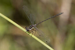 Image of Archiargiolestes pusillus (Tillyard 1908)