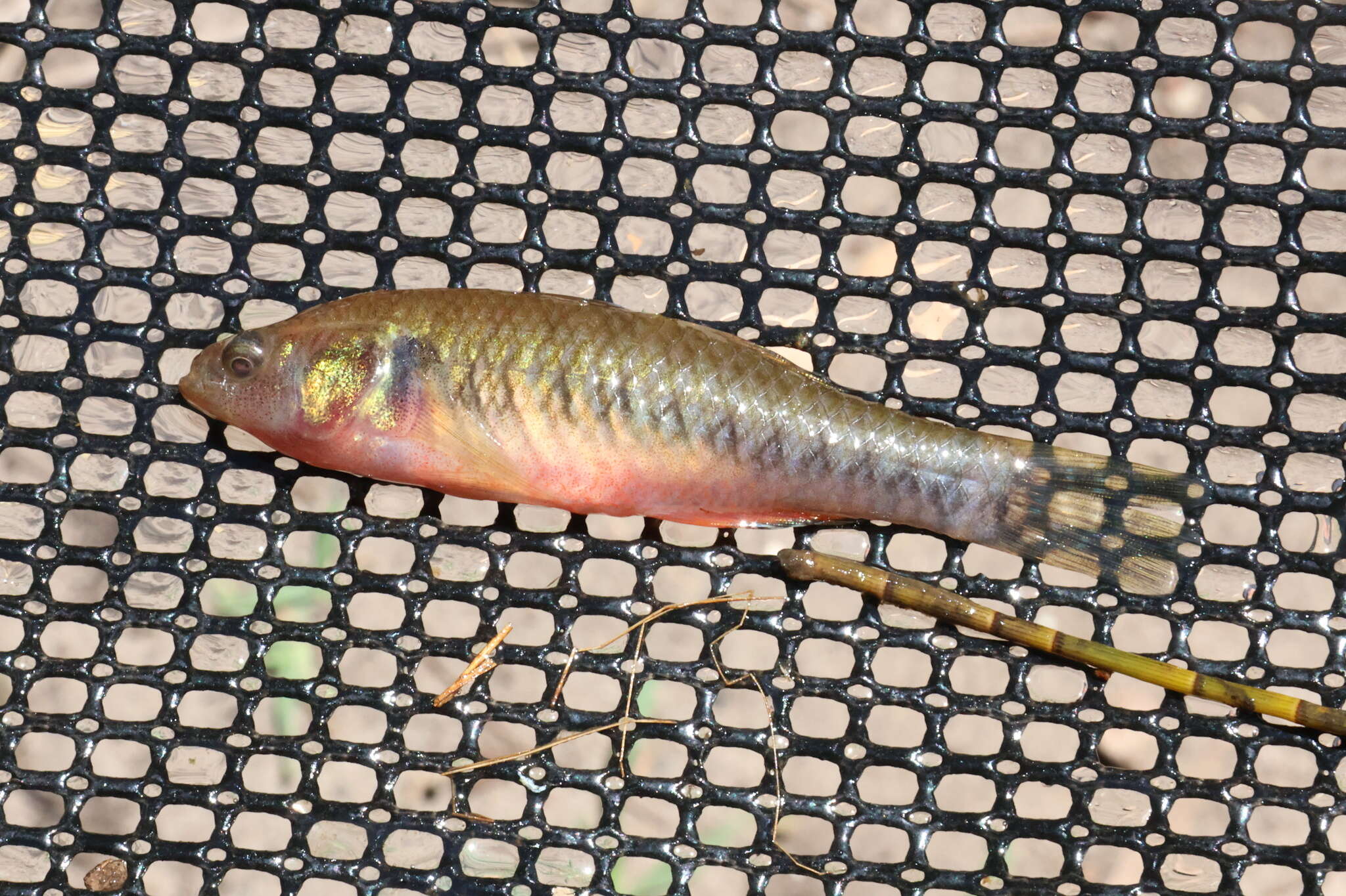 Image of Australian carp-gudgeon