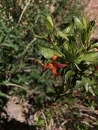 Image of Thurber's desert honeysuckle