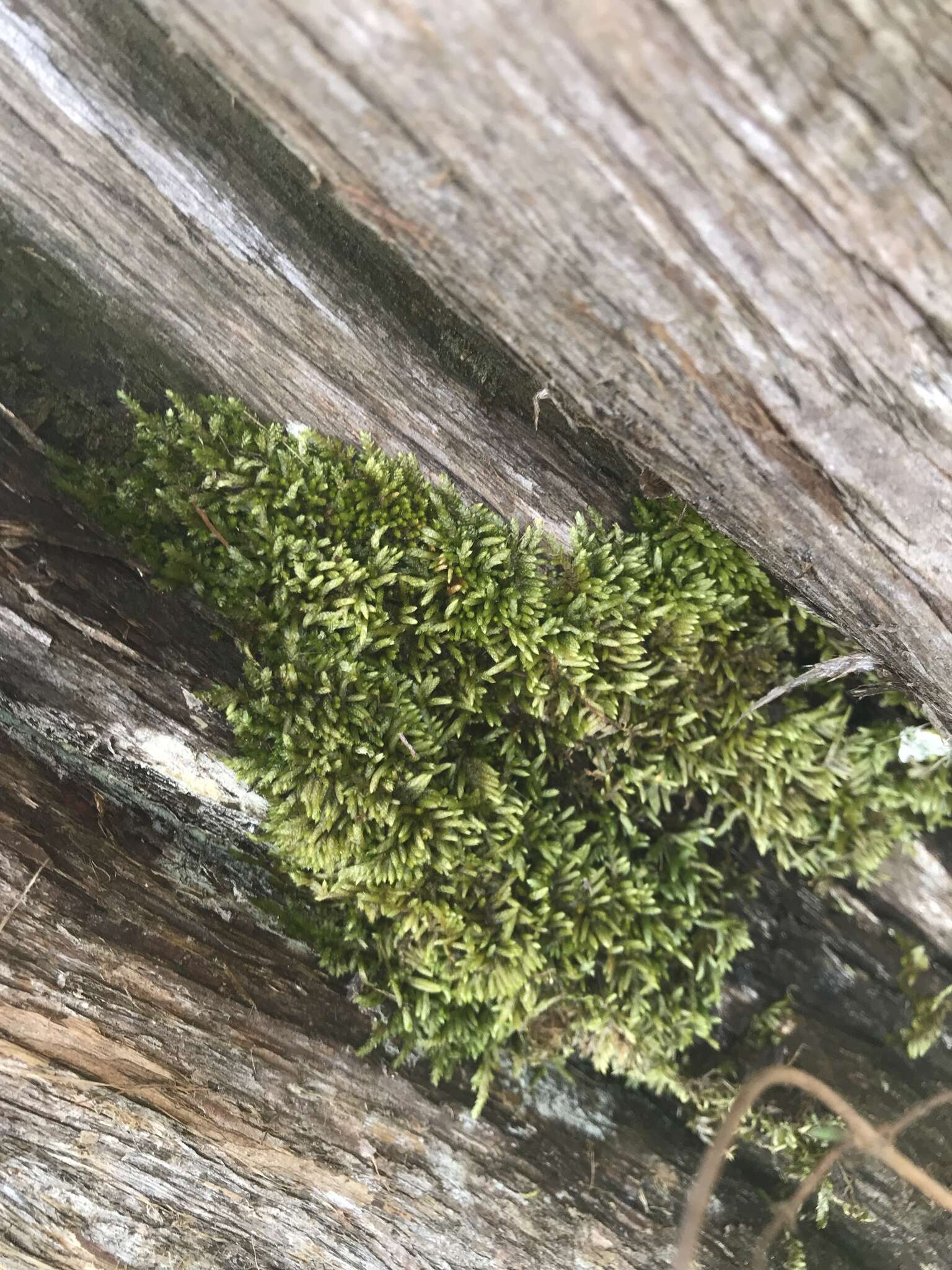 Image of drummond moss
