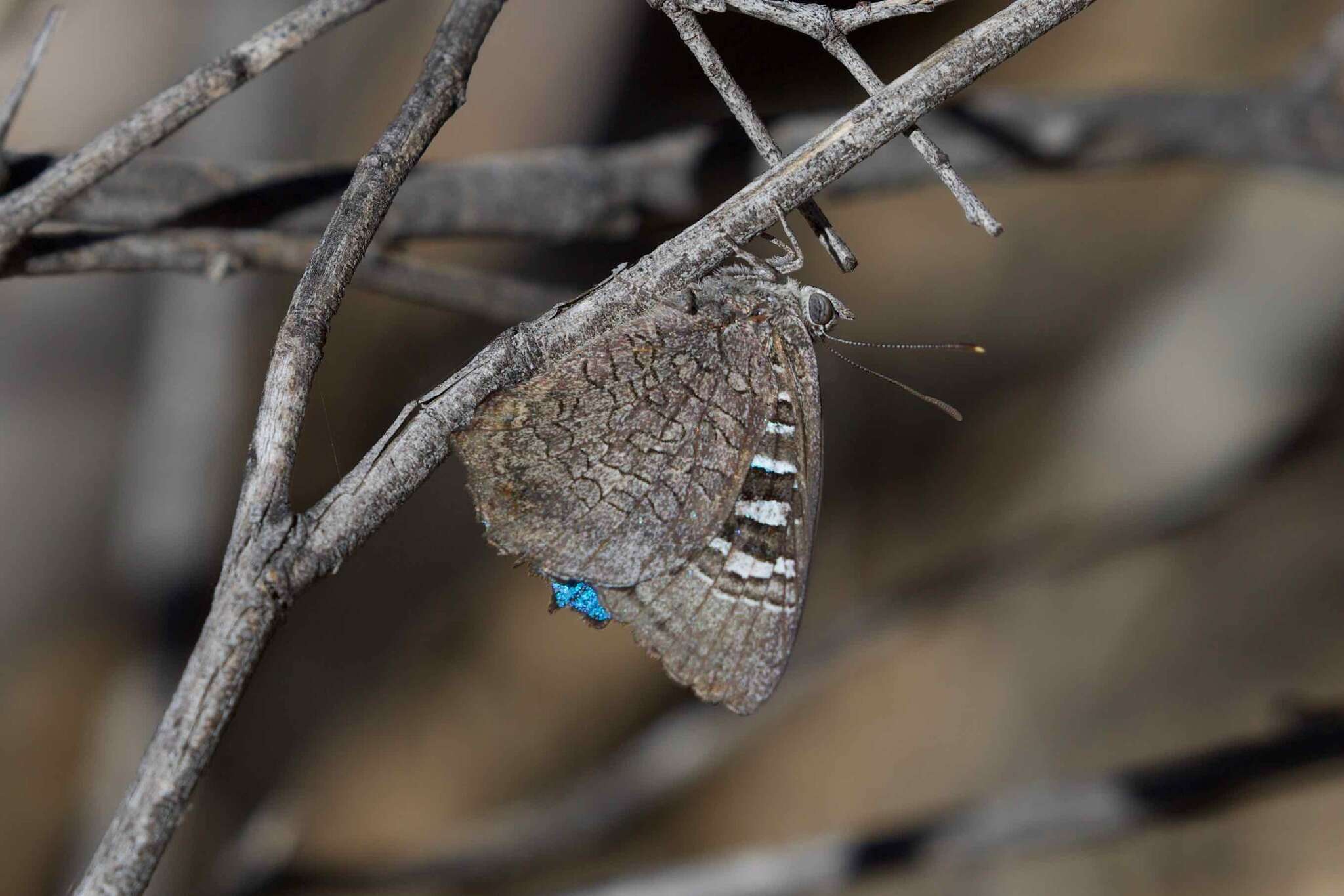 Image of satin azure