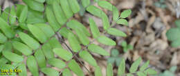 Plancia ëd Osmunda japonica Thunb.