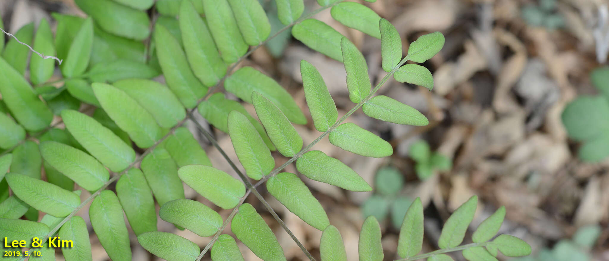 Слика од Osmunda japonica Thunb.