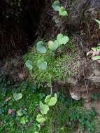 Image of Hedera azorica Carrière