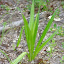 Image of Henry's spiderlily