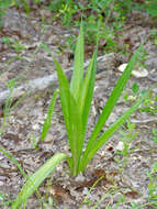 Image of Henry's spiderlily