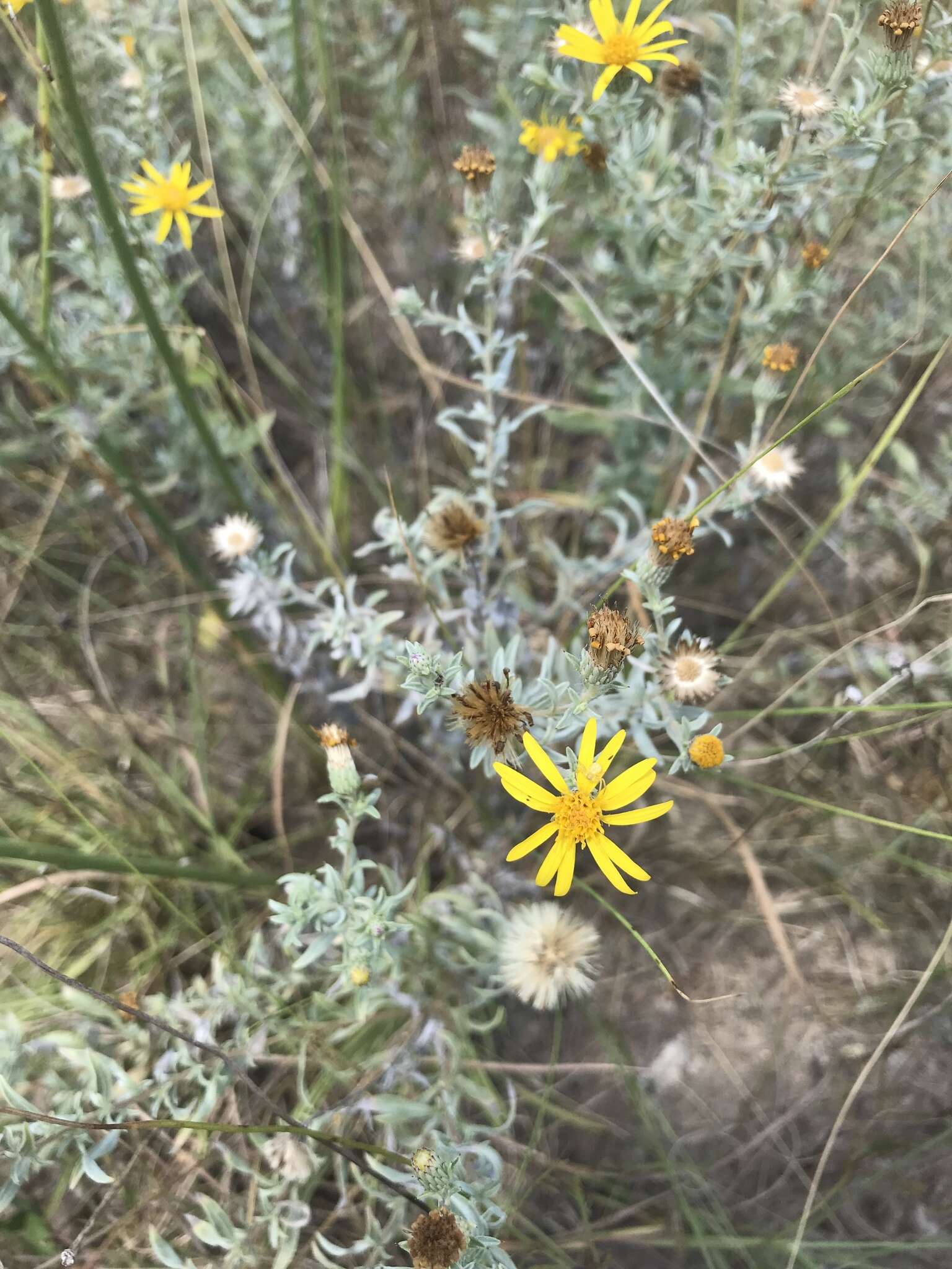 Image of hoary false goldenaster