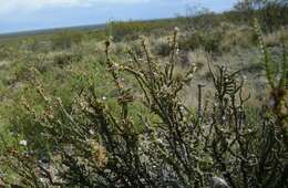 صورة Junellia seriphioides (Gillies & Hook.) Moldenke