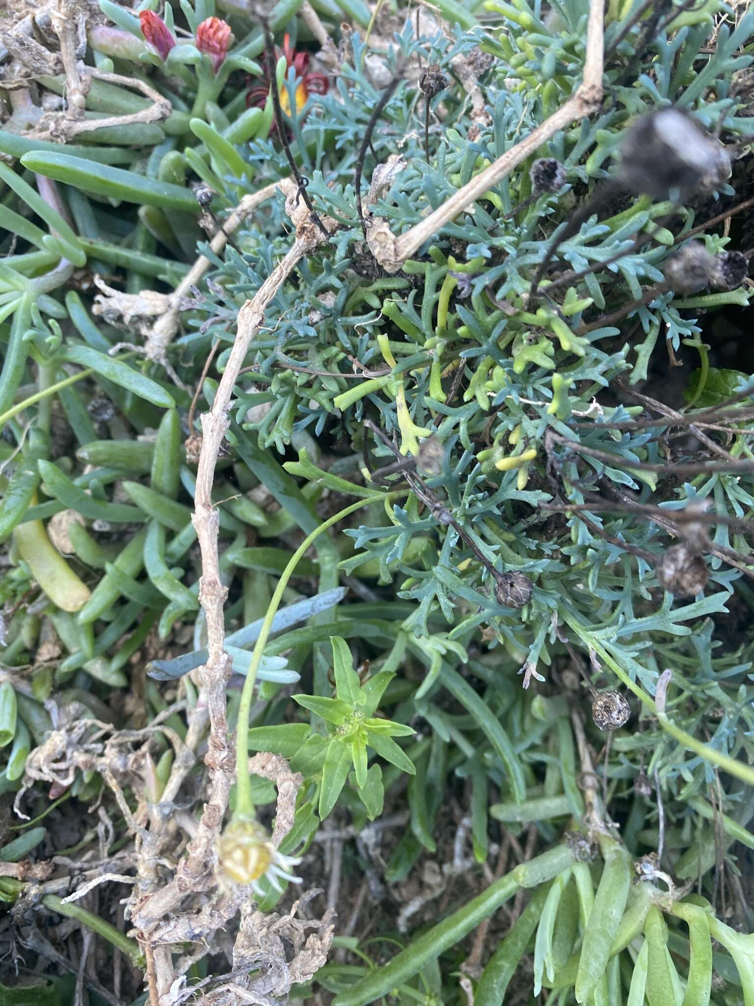 Image of Argyranthemum frutescens subsp. succulentum C. J. Humphries