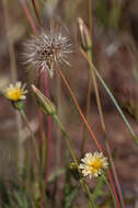 Image of grassland silverpuffs