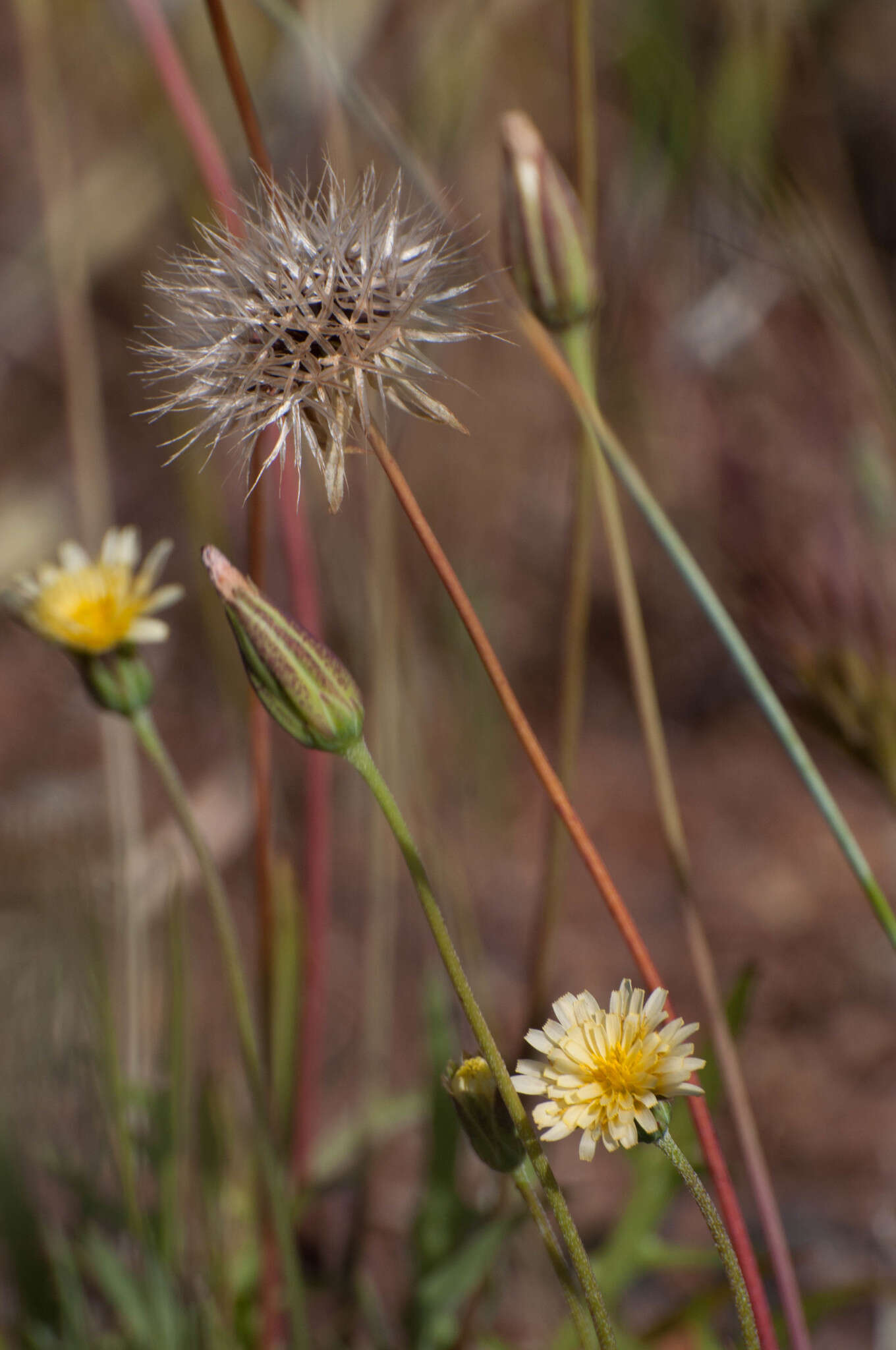 Image of grassland silverpuffs