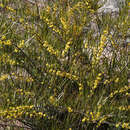 Image of Acacia viscidula Benth.