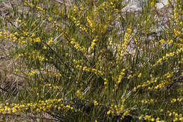 Imagem de Acacia viscidula Benth.