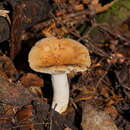 Sivun Russula neerimea Grgur. 1997 kuva