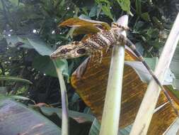 Image of Decorated Anole