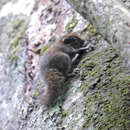 Image of African Pygmy Squirrel