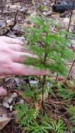 Imagem de Dendrolycopodium hickeyi (W. H. Wagner, Beitel & R. C. Moran) A. Haines