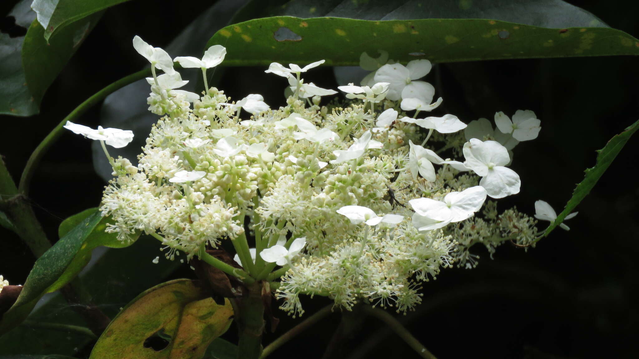 Image of Hydrangea integrifolia Hayata