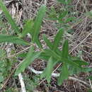 Image of Olea exasperata Jacq.