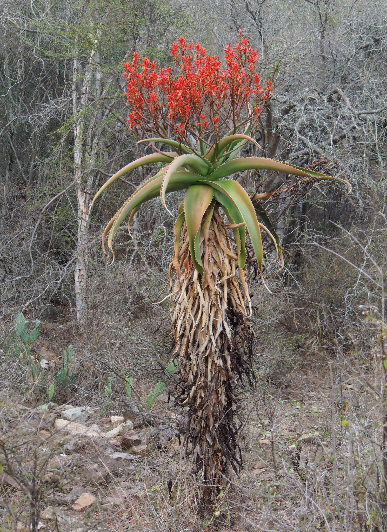 صورة Aloe vaombe Decorse & Poiss.