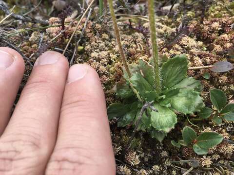 Micranthes foliolosa (R. Br.) Gornall resmi