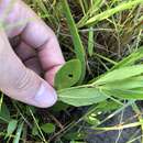 Imagem de Ruellia noctiflora (Nees) Gray