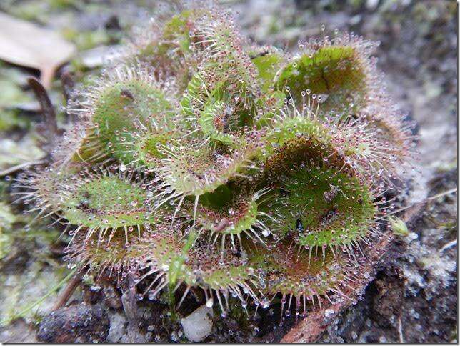 Image of Drosera whittakeri Planch.