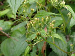 Image of Aster formosanus Hayata