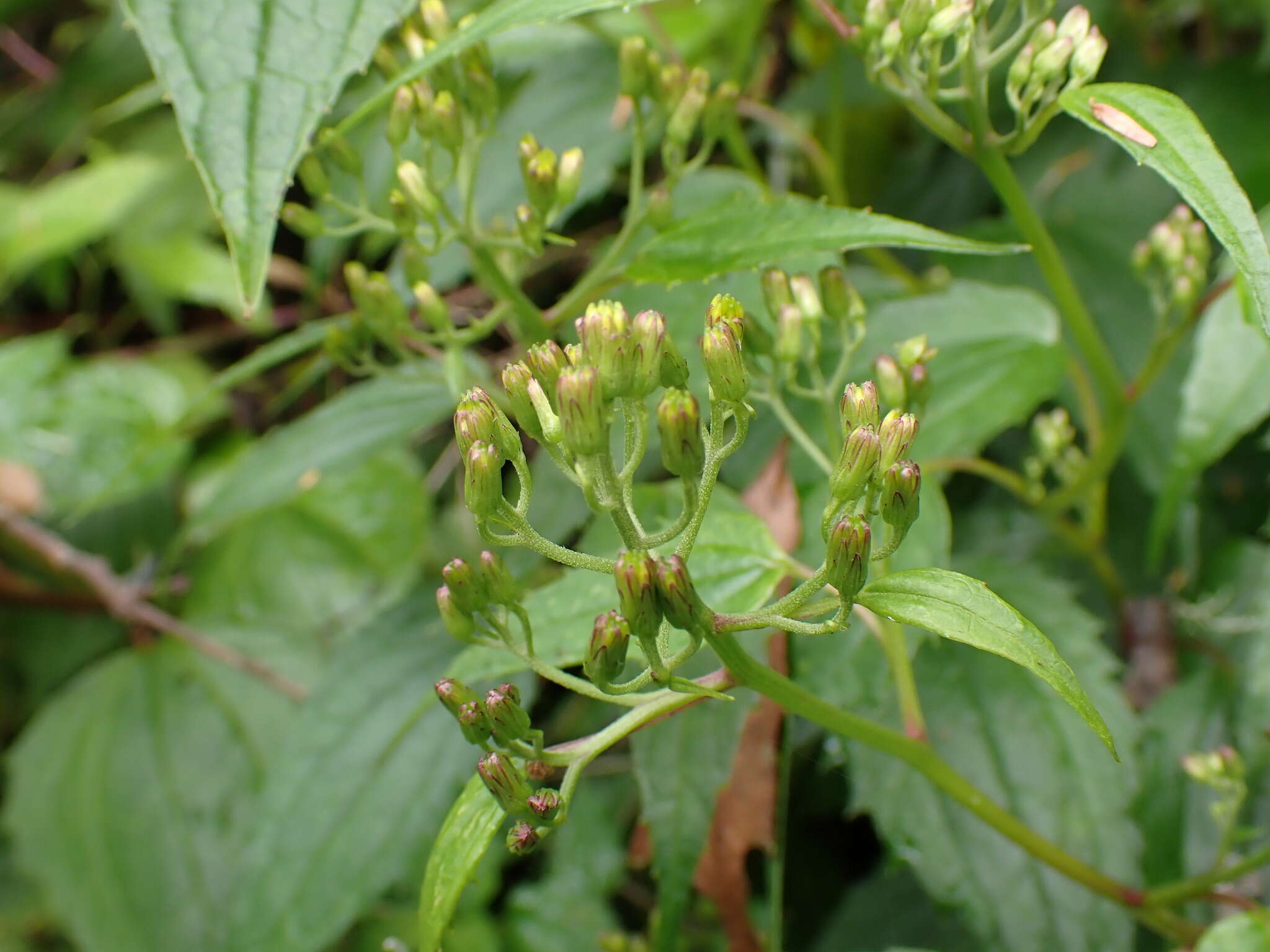 Image of Aster formosanus Hayata