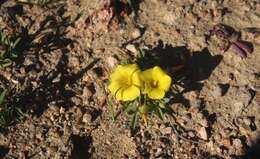 Image of Oxalis namaquana Sond.